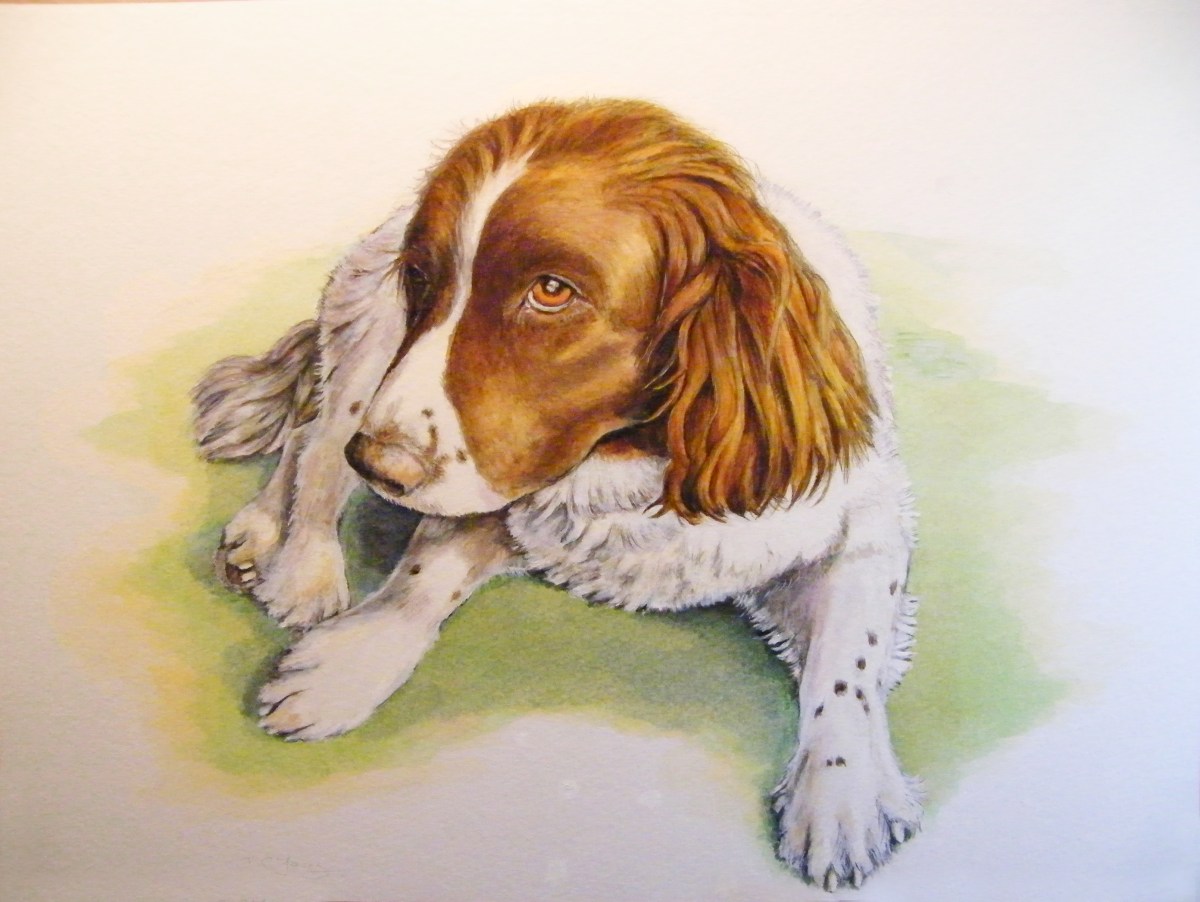 Spaniel Toby pet portrait commission by artist illustrator Diane Young