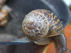 Snail shell pattern