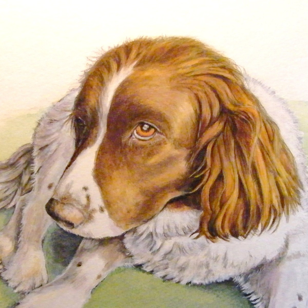 Pet portrait commission painting of a Springer Spaniel by artist Diane Young