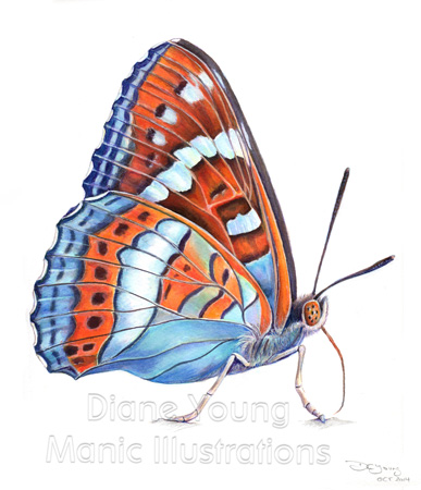 Painting of a butterfly the Poplar Admiral by Diane Young artist