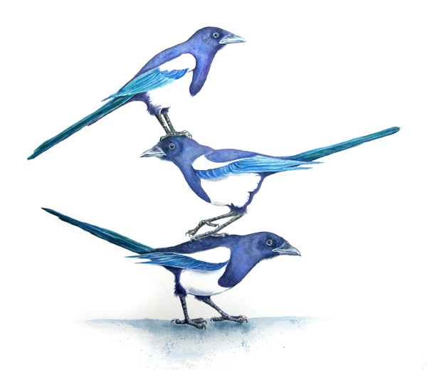 Painting of 3 Magpies by artist Diane Young
