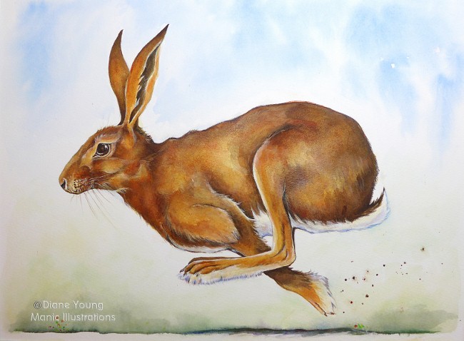 Painting of a running Hare by animal artist Diane Young Stroud