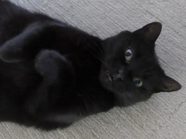 Photo of Cleo by Diane Young Manic Illustrations