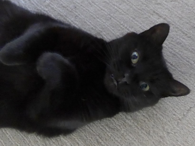 Photo of Cleo by Diane Young Manic Illustrations