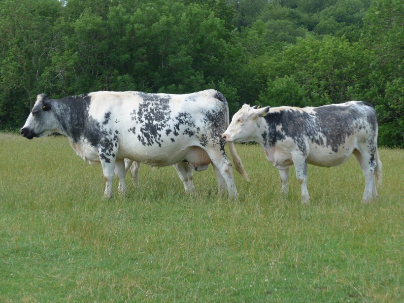 Cows for painting reference Diane Young artist Stroud