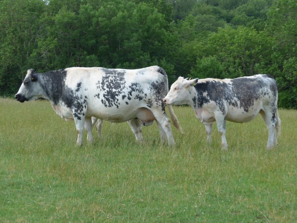 Cows for painting reference Diane Young artist Stroud