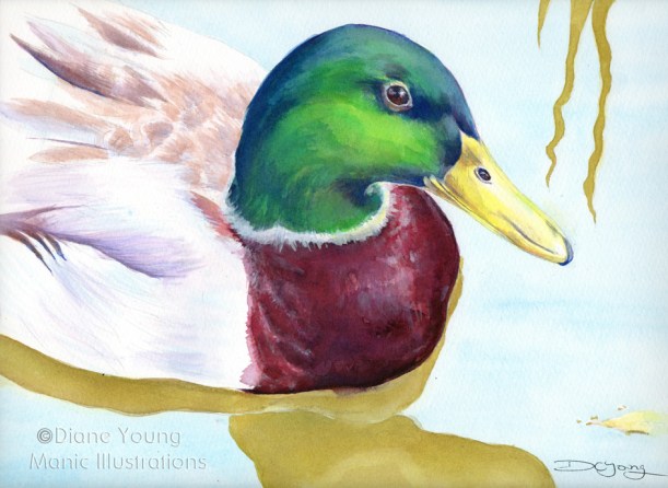 Painting of a mallard duck by artist Diane Young Manic Illustrations Stroud