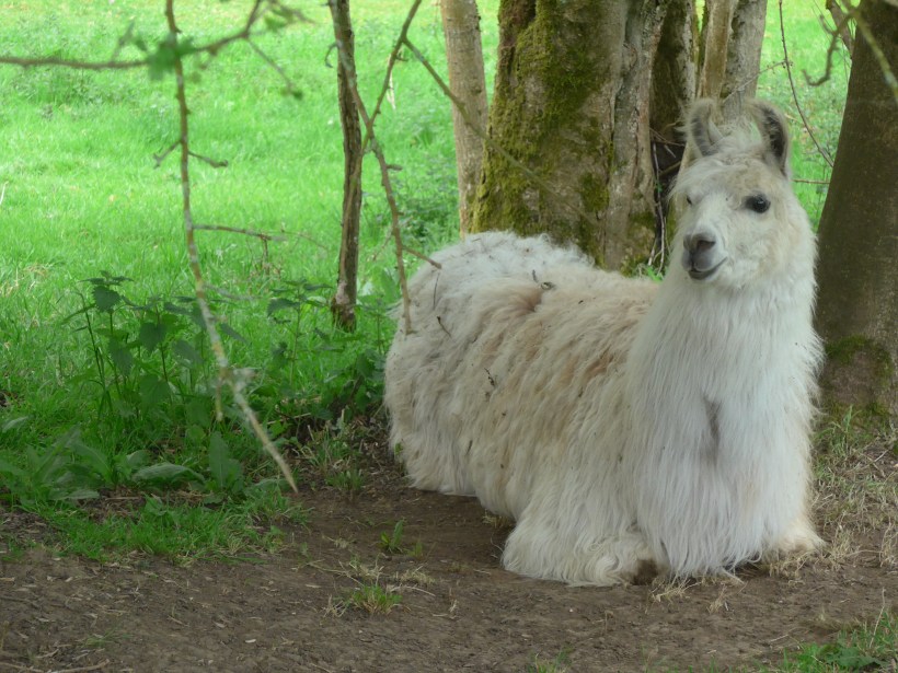 Photo of Lama lying down art reference by Diane Young Artist