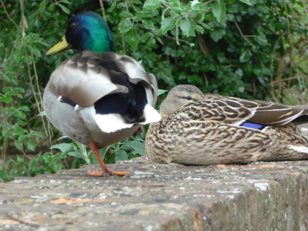 Photo of mallard ducks for artist reference by Diane Young stroud
