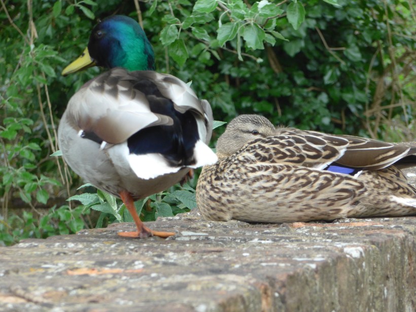 Photo of mallard ducks for artist reference by Diane Young stroud