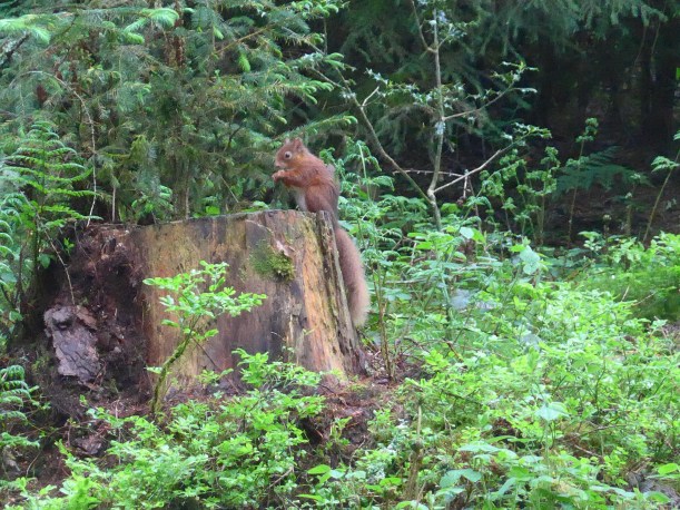 Red Squirrel in Scotland eating nuts by artist Diane Young