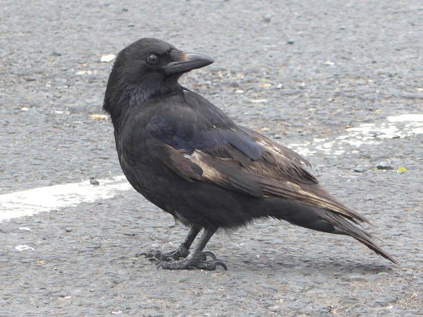 Crow in the Car Park reference for art by Diane Young artist