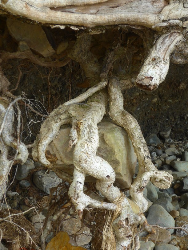 Nature rock inside a tree photography by artist Diane Young Stroud