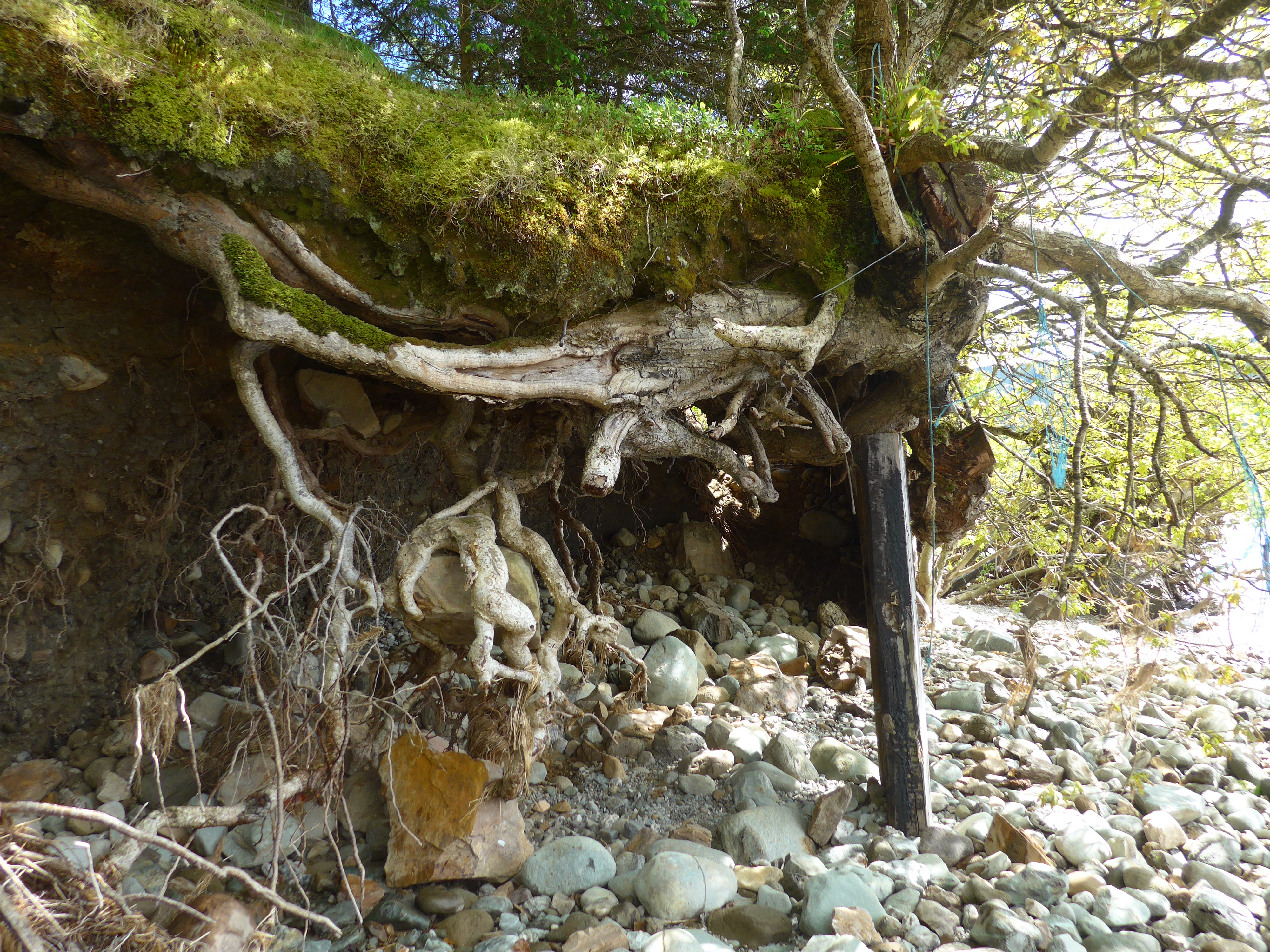 Tree roots and beach in Scotland photograph by Diane Young Artist from Stroud