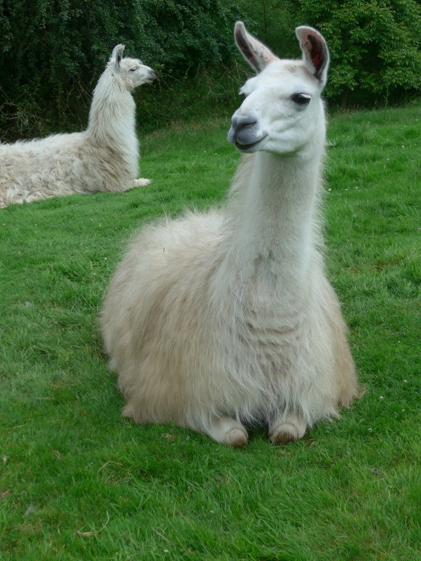 A photo demonstrating the juxtaposition of two lamas in a field by artist Diane Young