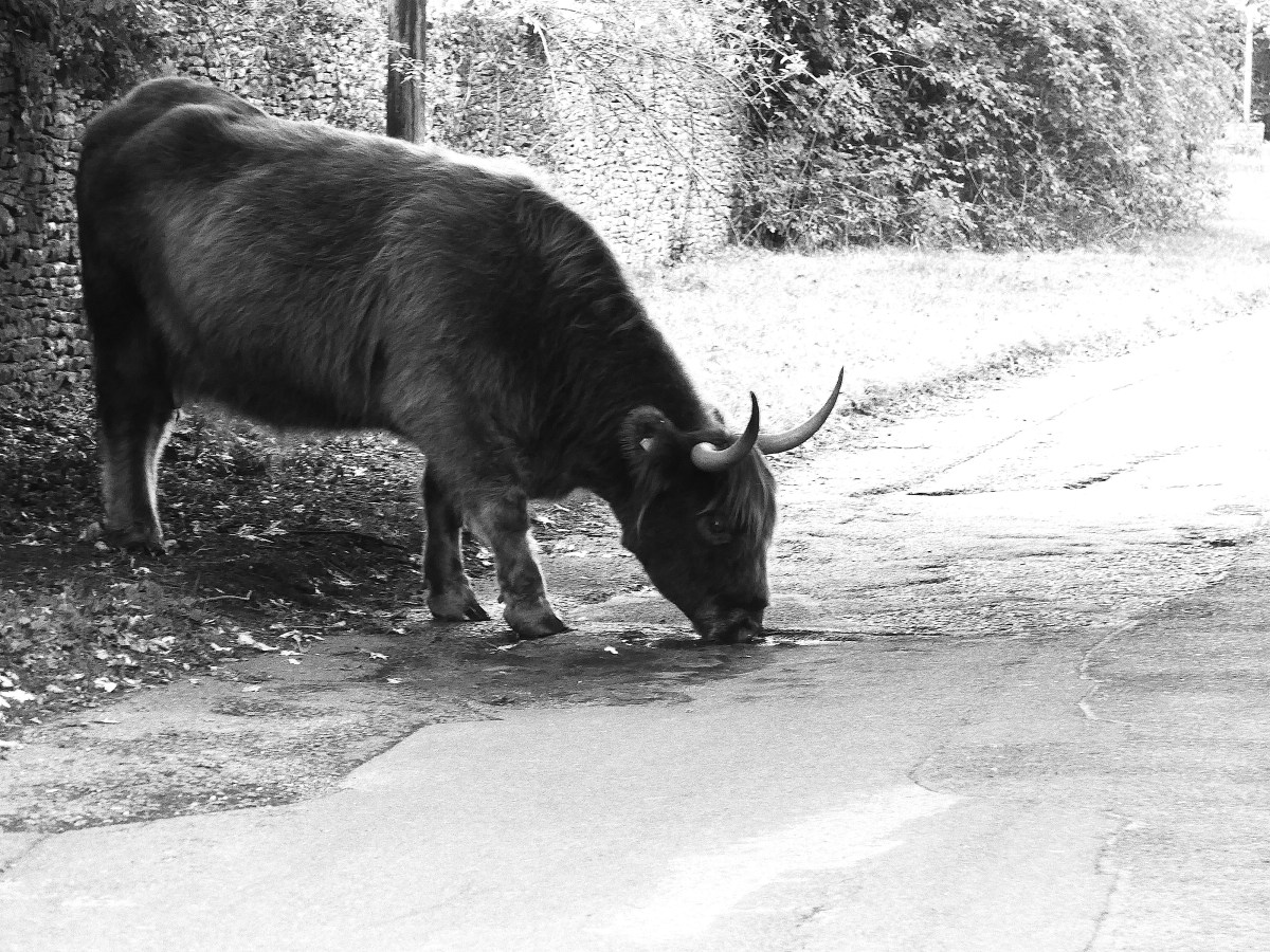 Highland Cow PHoto by artist Diane Young