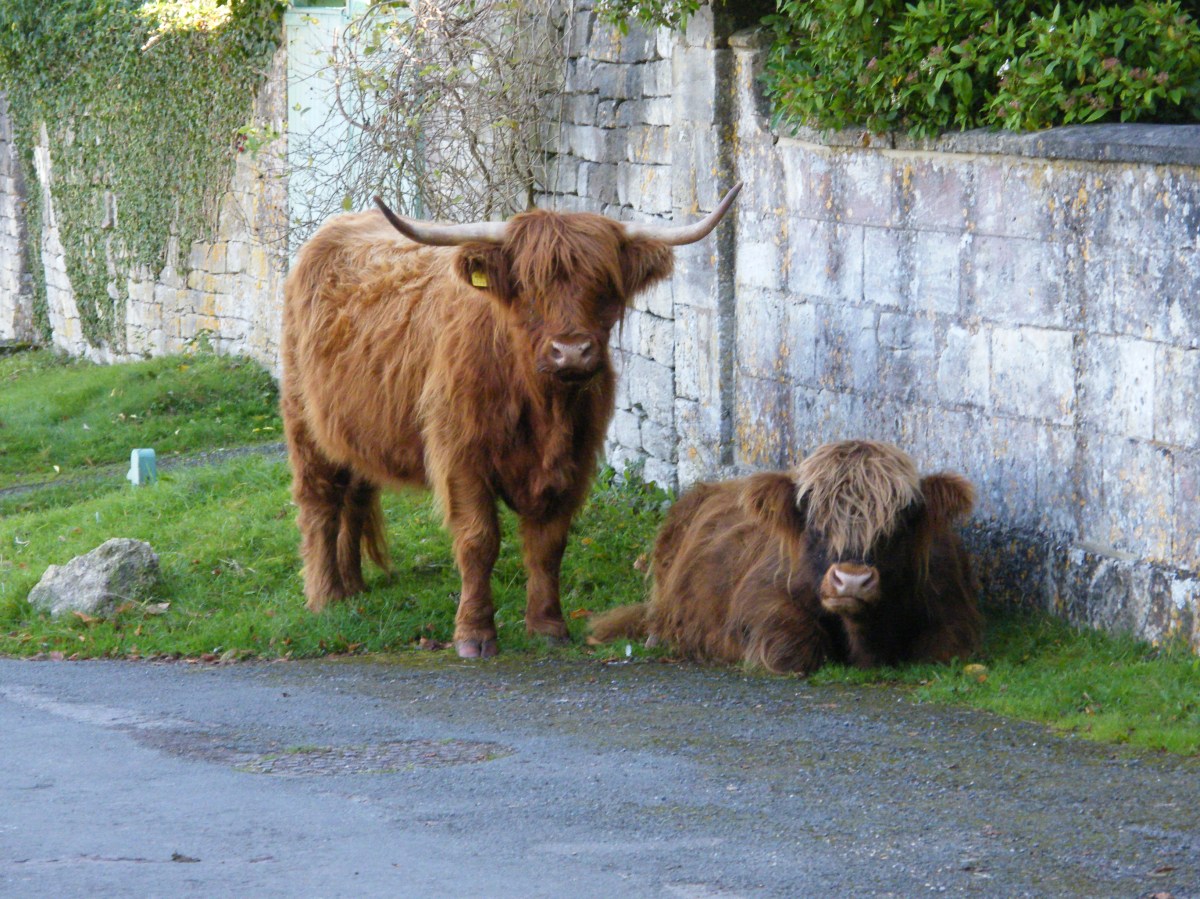 Photo of Highland Cattle by Diane Young