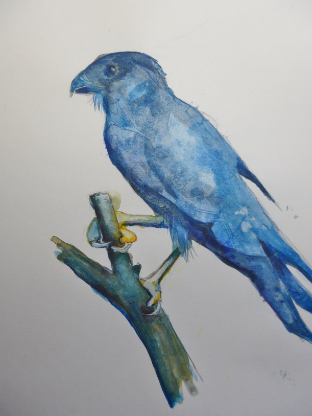 Painting of a hawk with textures by artist Diane Young of Manic Illustrations Stroud