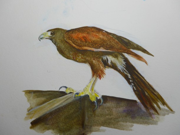 Textural Painting of a Harriers Hawk by artist Diane Young of Manic Illustrations Stroud