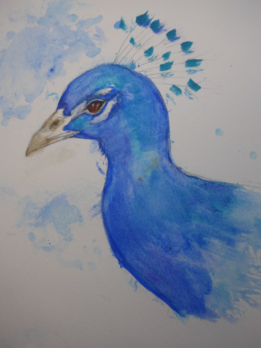 Sketch Painting of a peacock by artist Diane Young