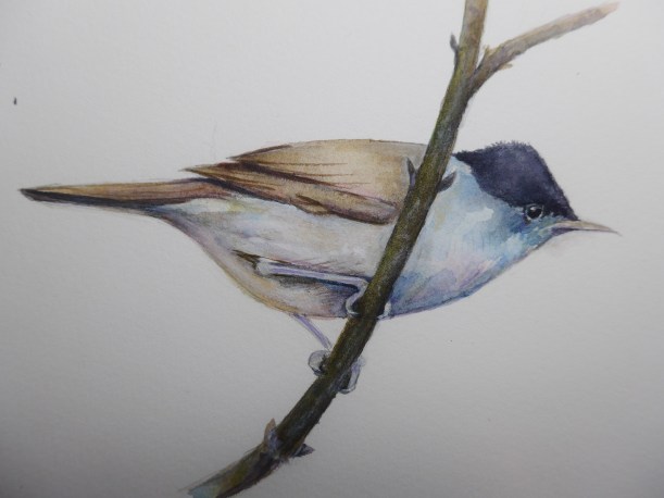 Painting of a Blackcap by artist Diane Young Manic Illustrations Stroud