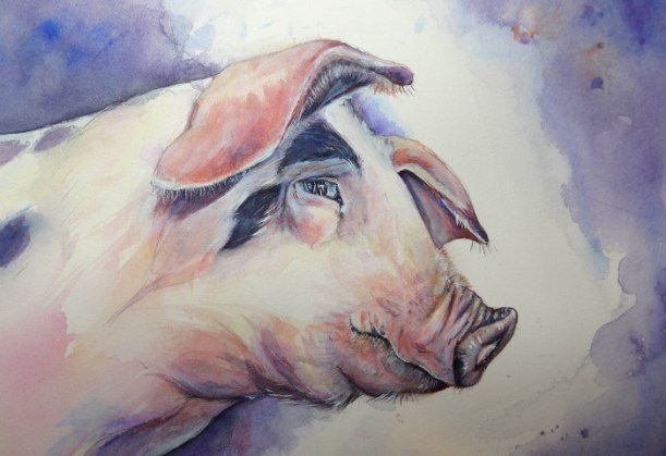 Painting of a Gloucester Old Spot Pig by Diane Young of Manic Illustrations