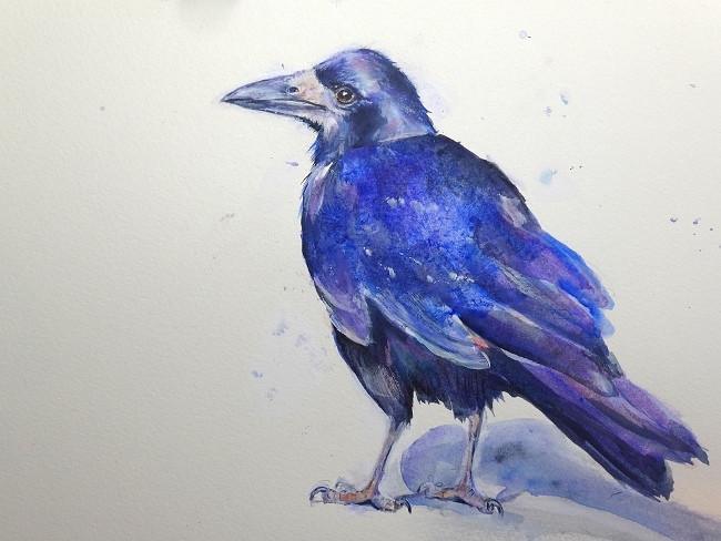 Painting of a Rook by artist Diane Young of Stroud at Manic Illustrations