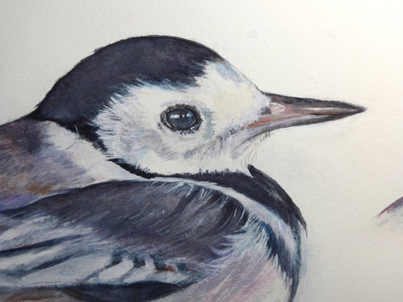 pied-wagtail-paint-2