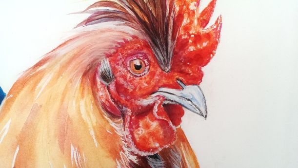 Diane Young post about finishing a painting of a Rooster or Cockerel