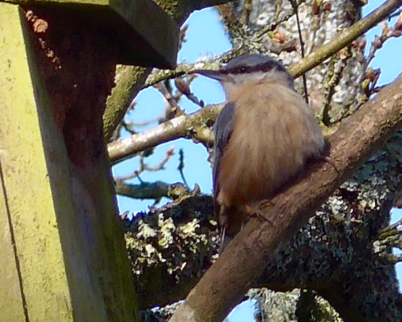 Photo of a Nuthatch sitting on a branch