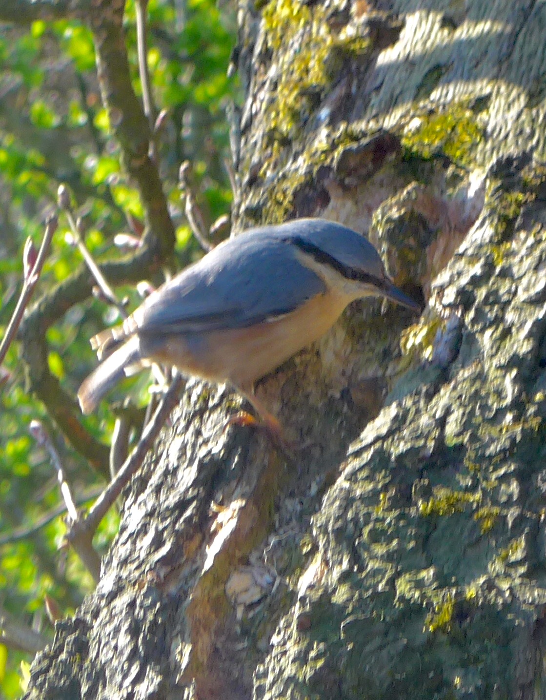 Nuthatch pecking at a tree trunk by Artist Diane Young