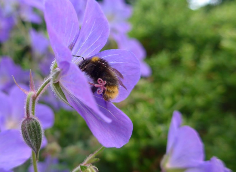 Photo of a bee on a geranium by artist Diane Young