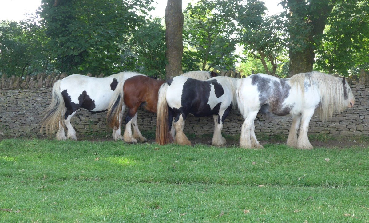 Photo by Diane Young of Ponies keeping cool on a hot day