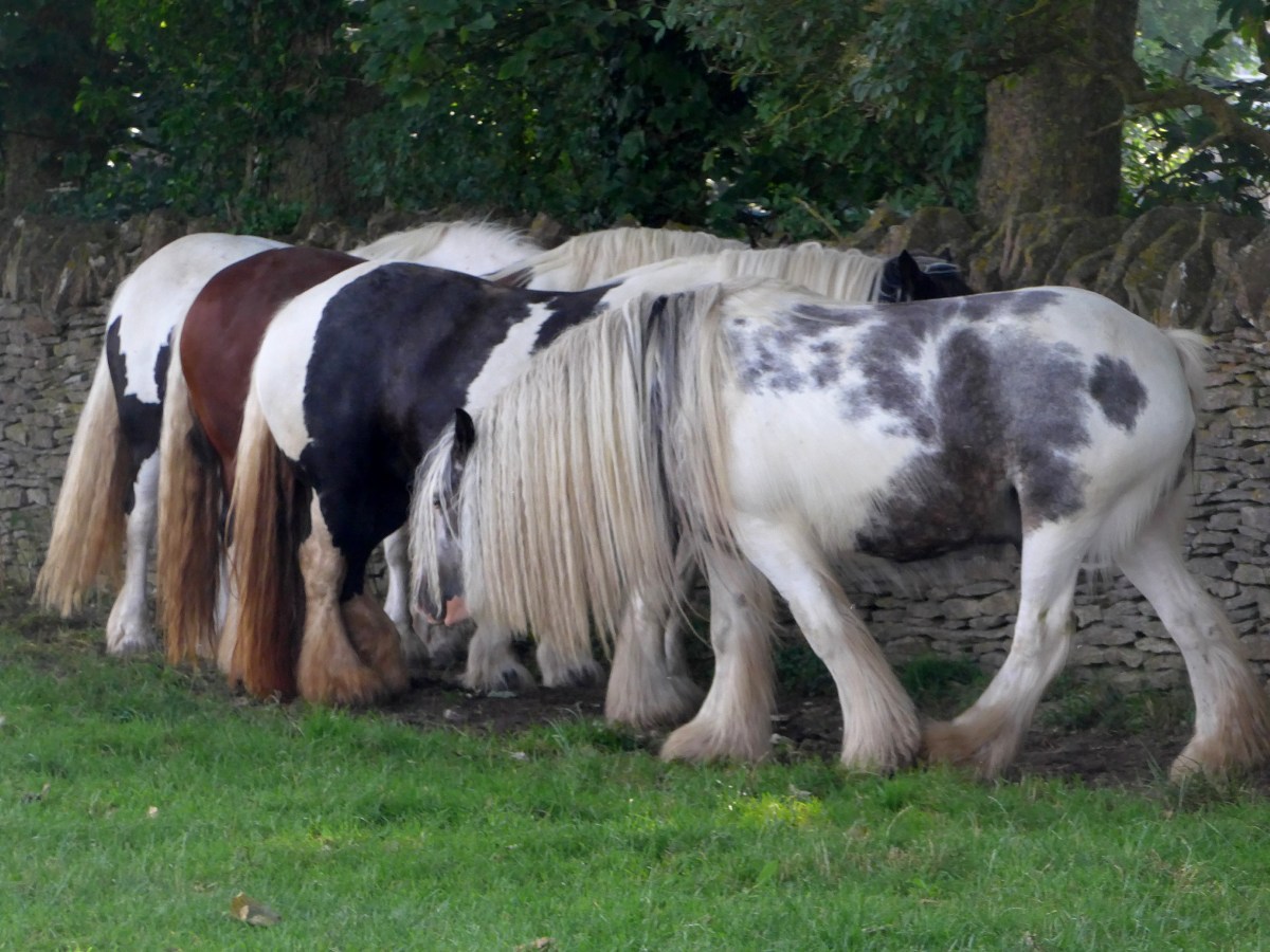 Photo of Gypsy Ponies keeping cool in the shade