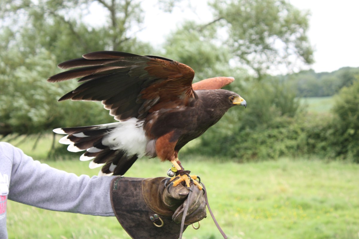 Photo of Harris Hawk by artist Diane Young