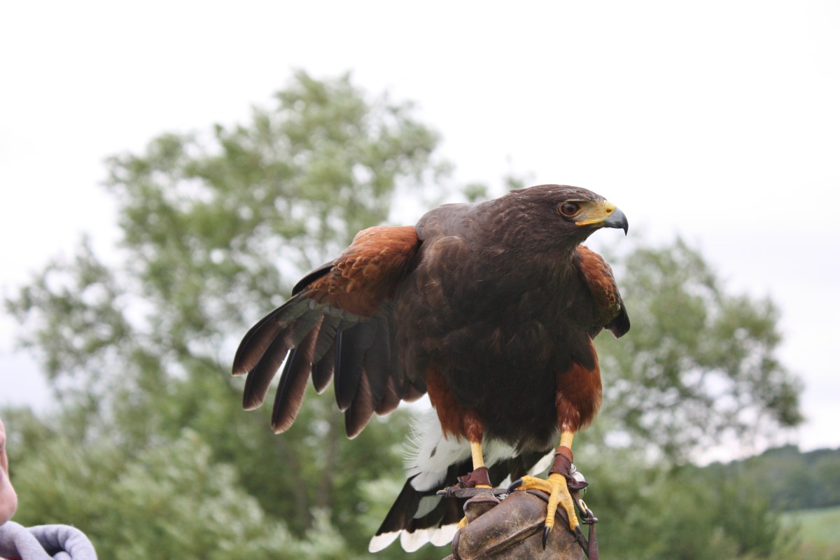 Harris's Hawk ready to fly photo by Diane Young