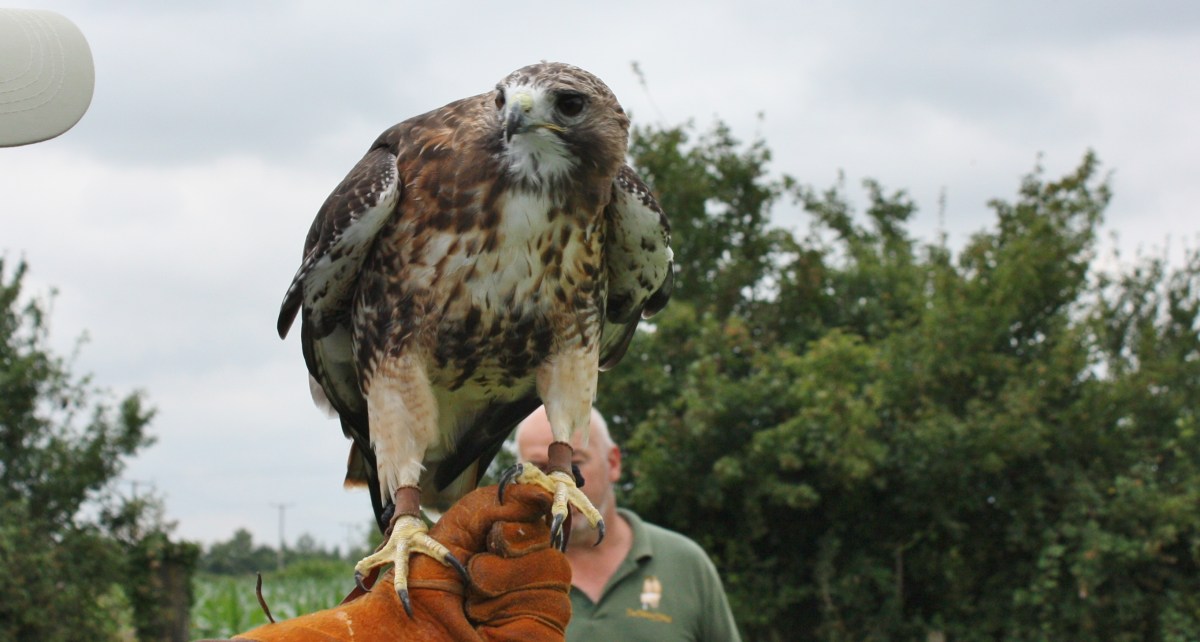 Red Tailed Buzzard Photo by Diane Young artist Stroud