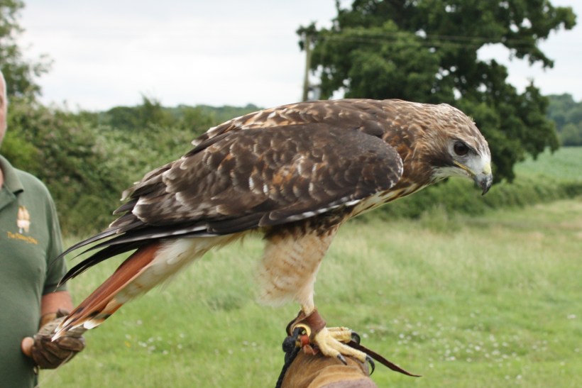 Photo of red tailed buzzard by artist Diane Young