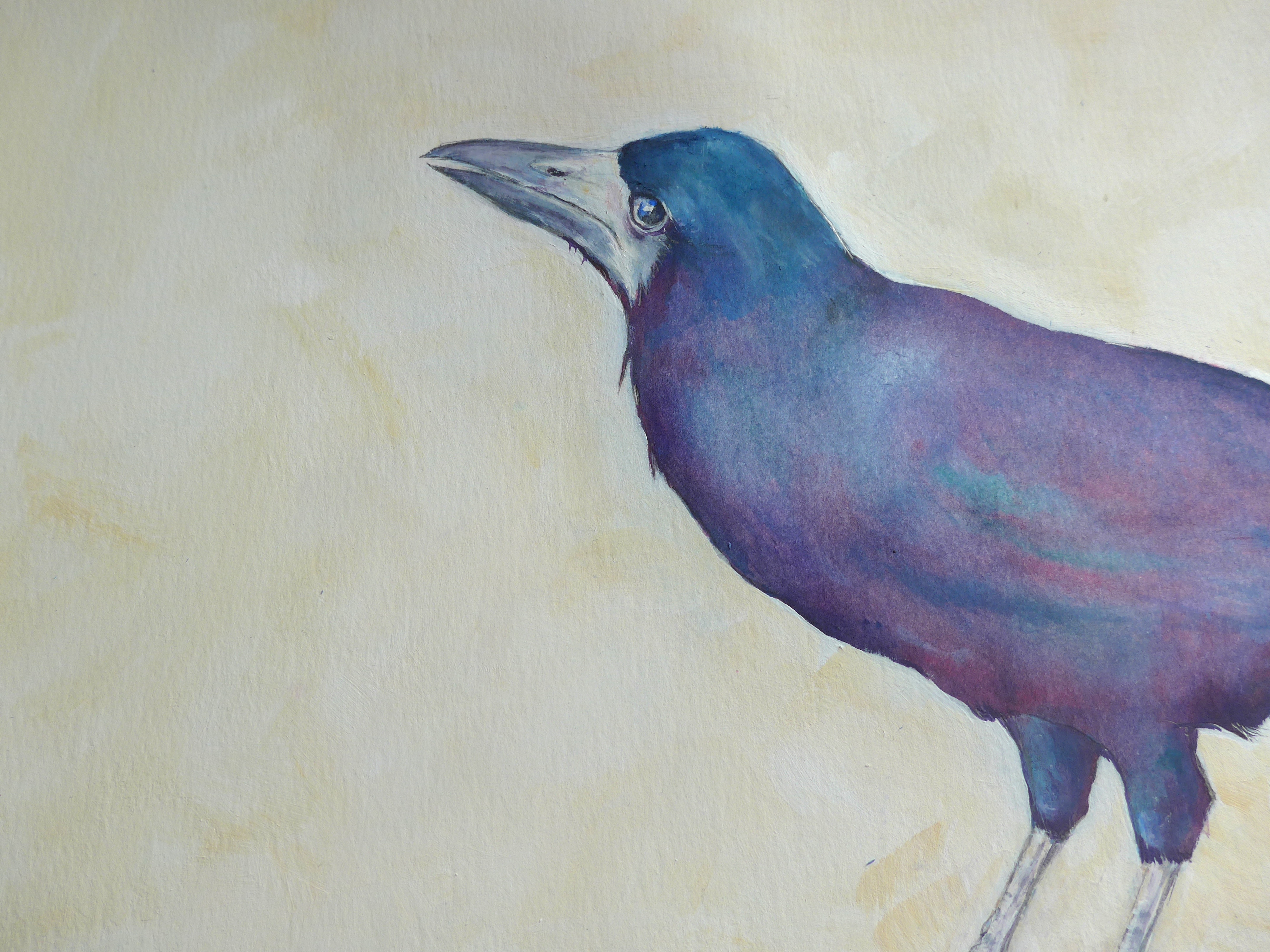 Painting of a Dartmoor Rook by bird and animal artist Diane Young