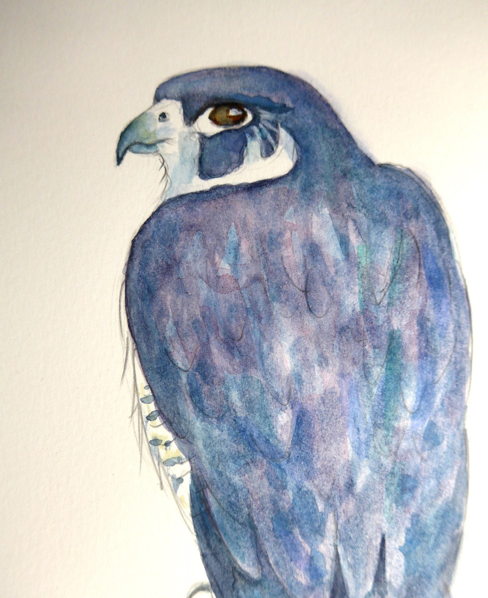 Painting of a Peregrine Falcon By Diane Young