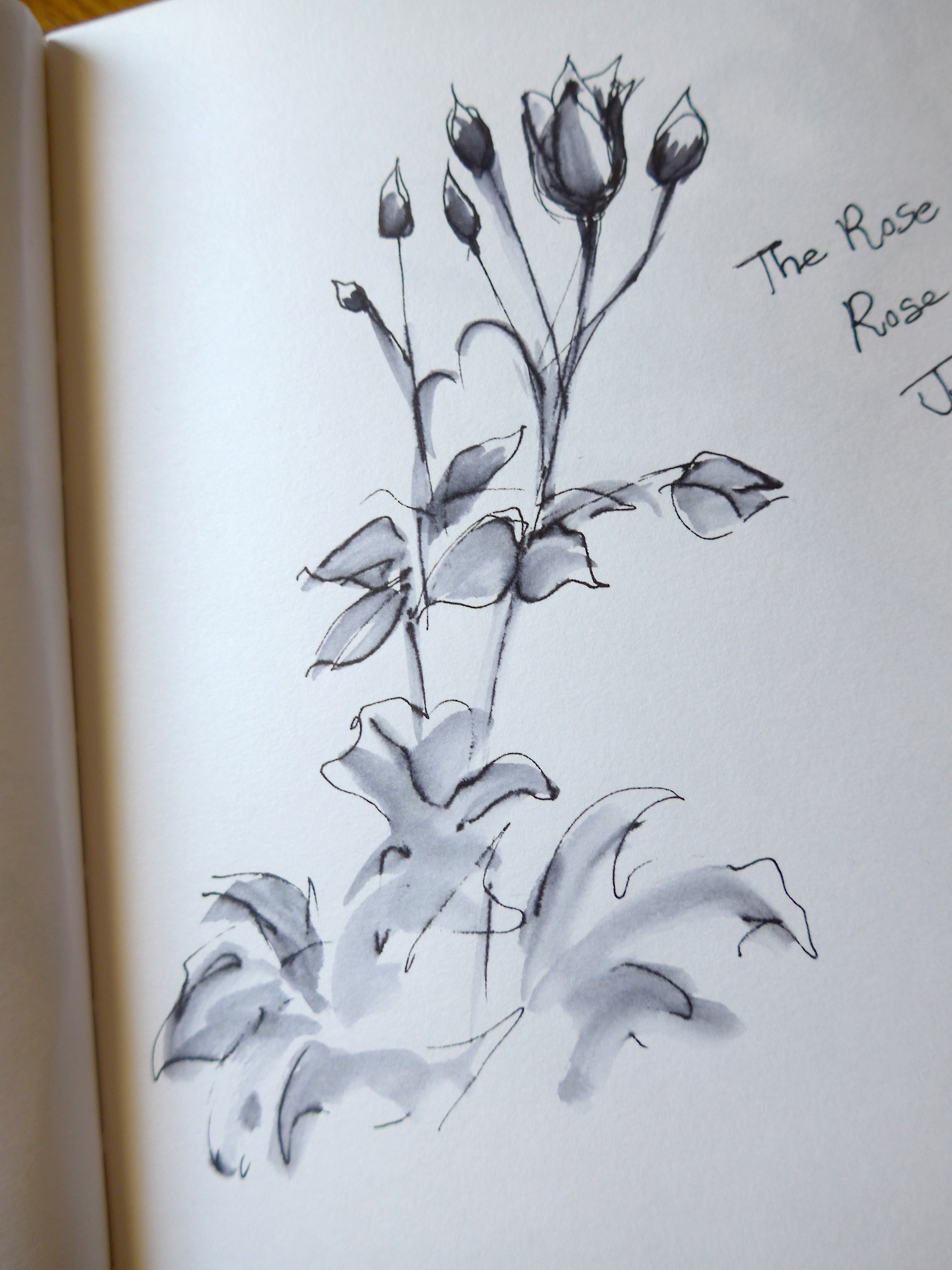 Sketch in ink of roses by artist Diane Young flowers