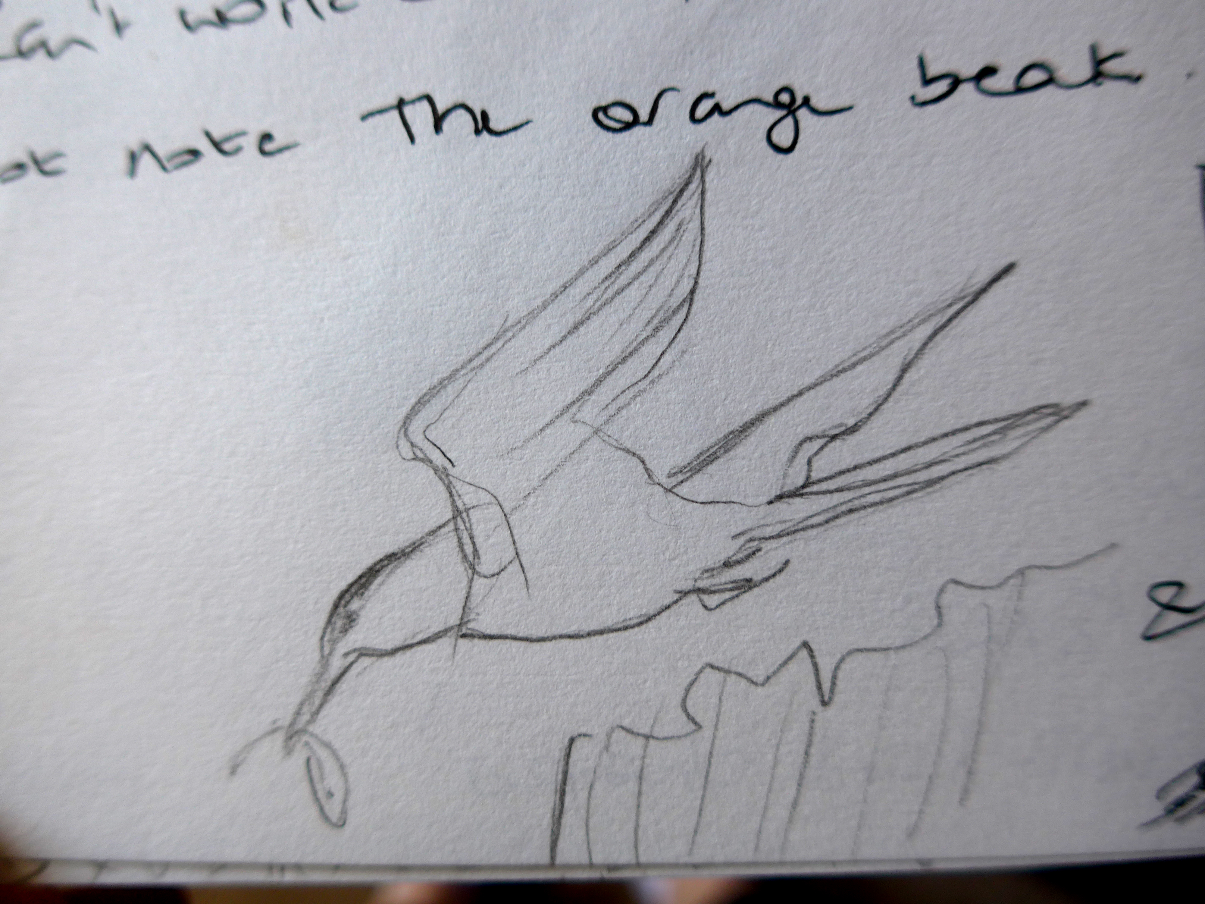 Sketch of Tern and fish by artist Diane Young