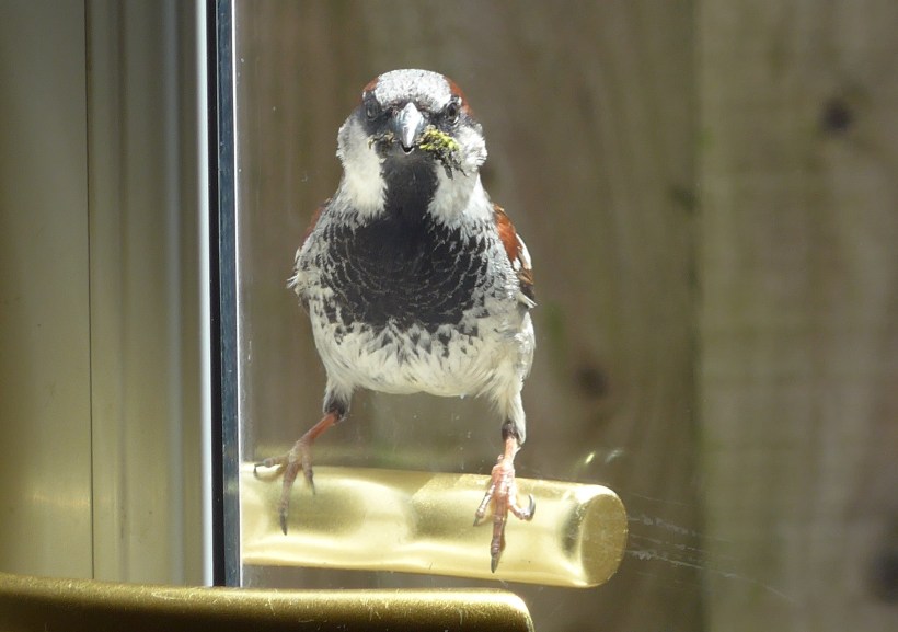 Photo of a house sparrow sitting on a door handle