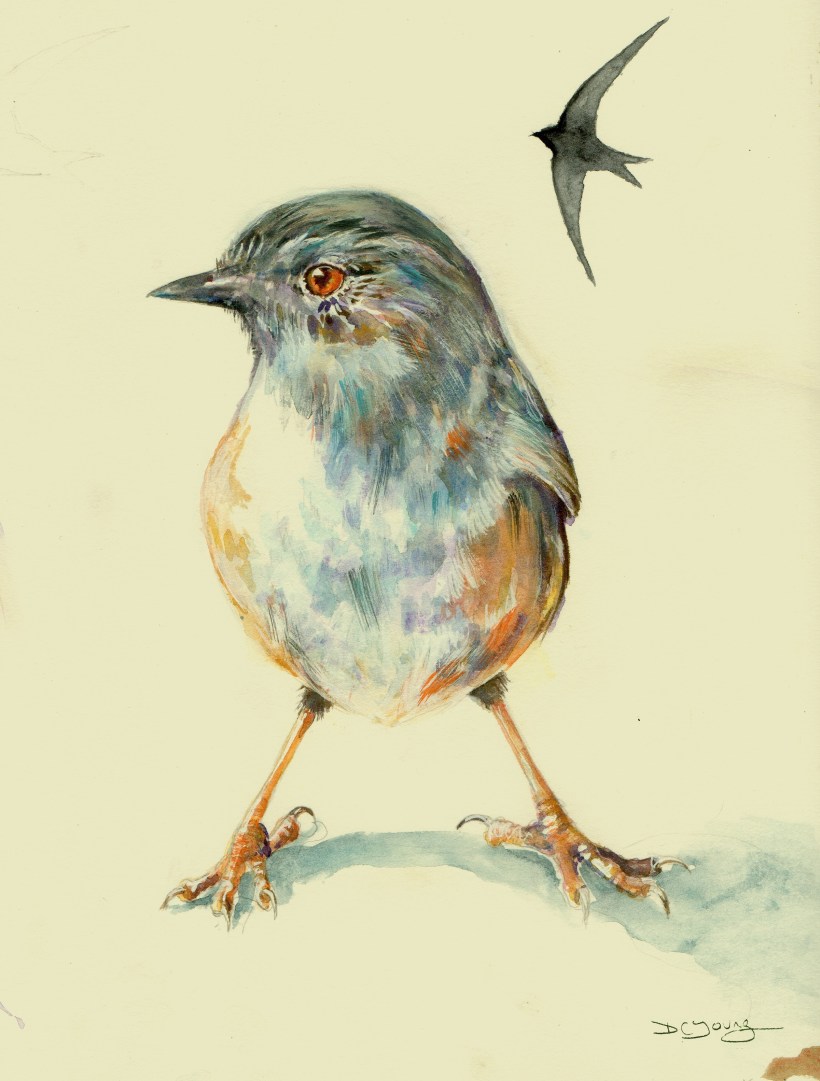 Dunnock bird Painting by artist Diane Young