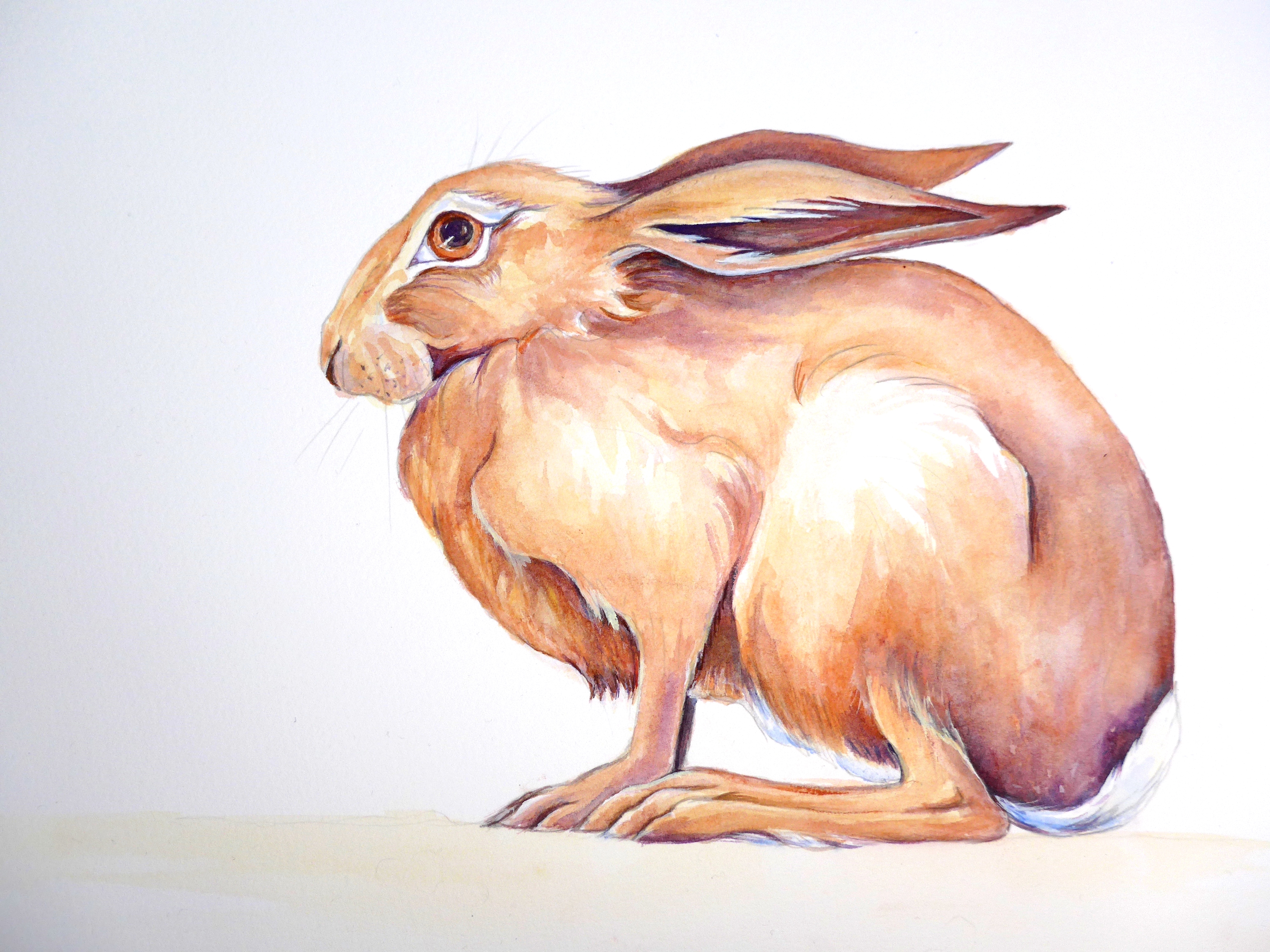 Painting of a hare for the EGLR event in Stonehouse.
