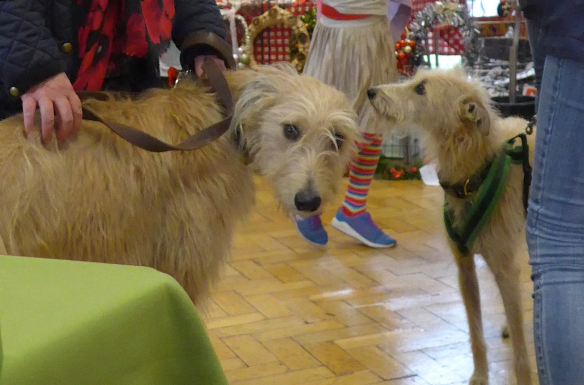 Dogs at a Christmas Fayre