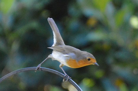 Photo of a perky robin for art reference by animal and bird artist Diane Young