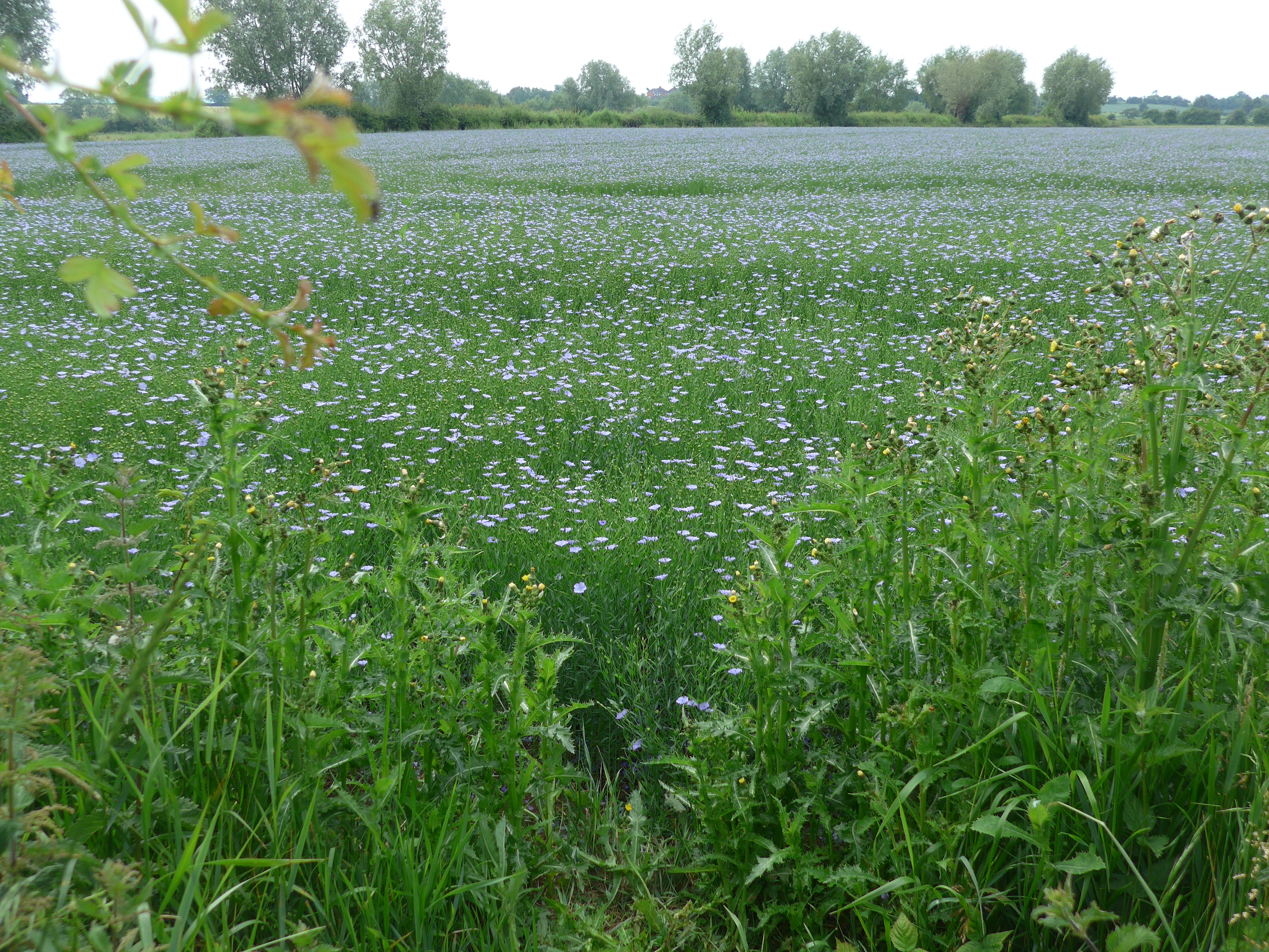 Field of blue flowers at Coombe Hill Glos