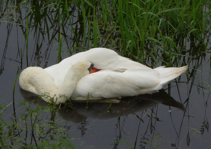 Photo showing a swan resting its head on its back and asleep by artist Diane Young