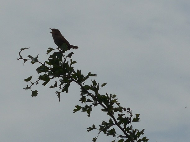 June 19 coombe hill wren (2)